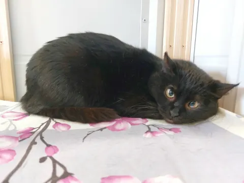Босния — кошка Около 6 лет, Москва