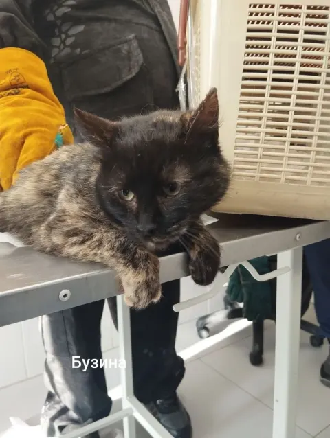 Бузина — кошка, Москва