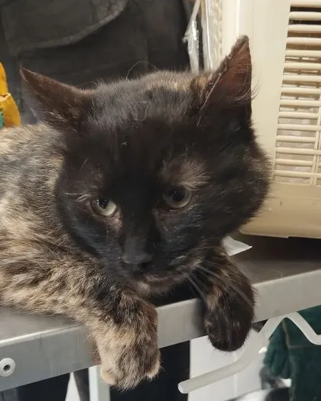 Бузина — кошка Около 2 лет, Москва