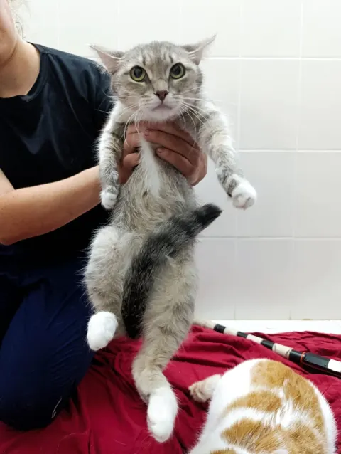 Булька — кошка, Москва