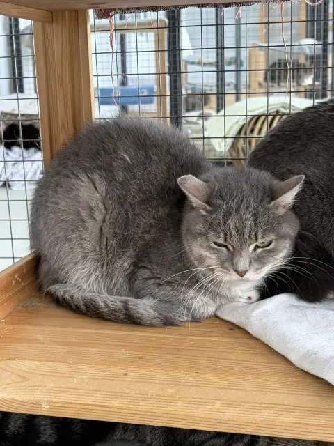 Булька — кошка Около 3 лет, Москва