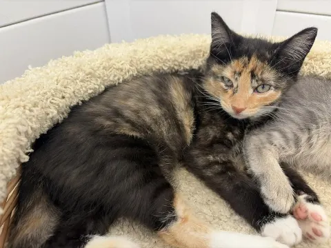 Бунар — кошка, Москва