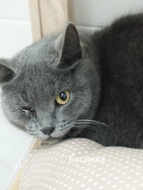 Бусинка — кошка, Москва