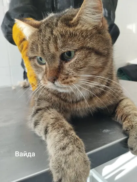 Вайда — кошка, Москва