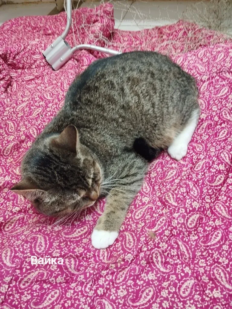 Кошка Вайка, кошка, Приют Малинки (Кожухово), Москва. Фото 1 из 1.