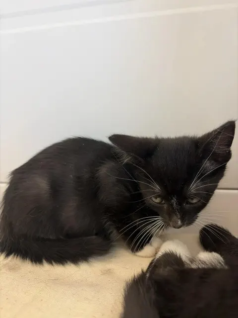 Вайлет — кошка, Москва