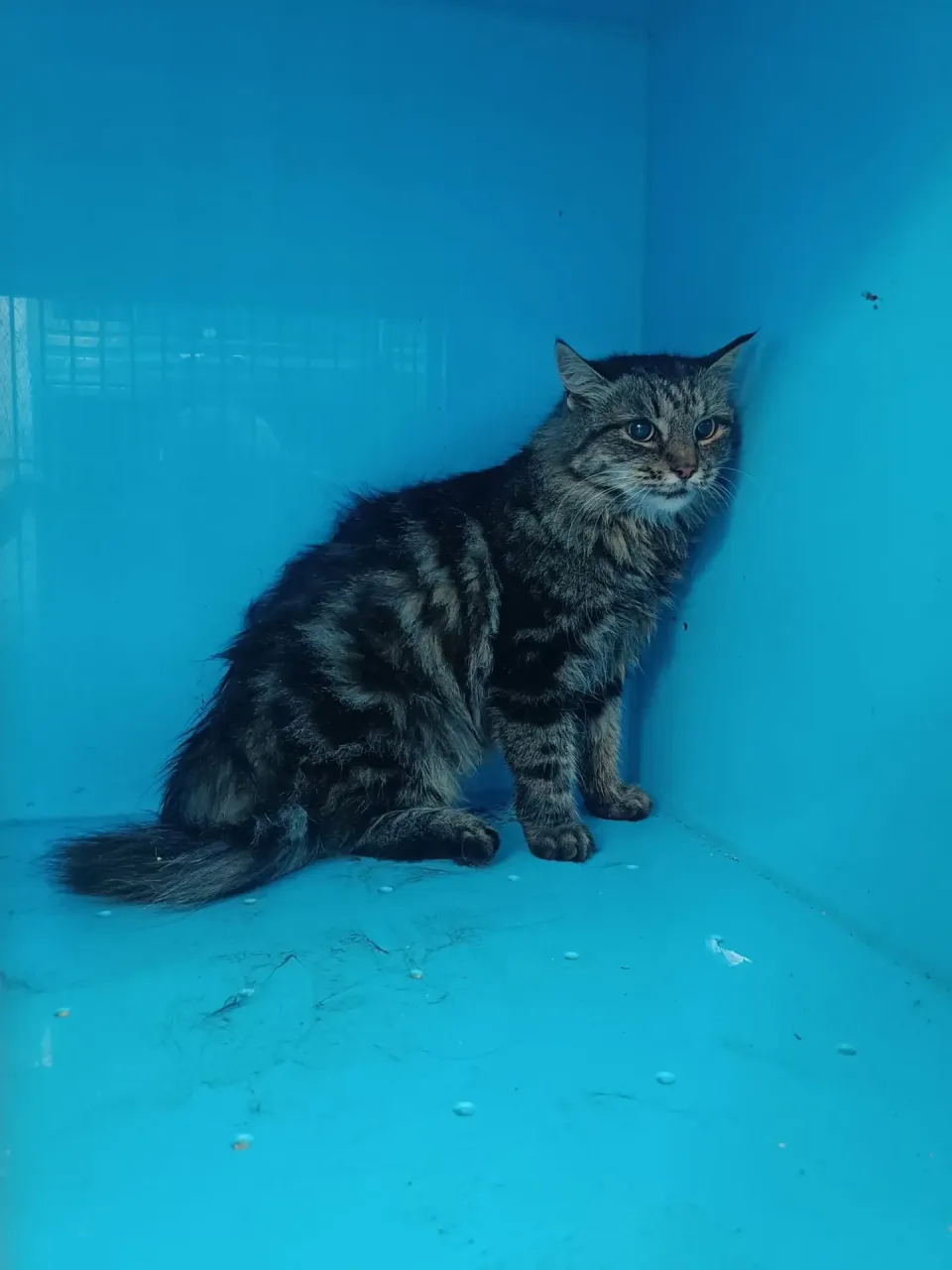 Кошка Валя, кошка, Приют Малинки (Кожухово), Москва. Фото 1 из 1.