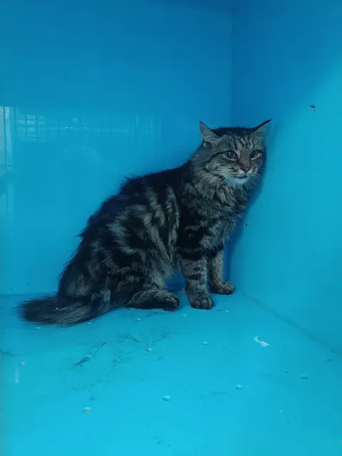Валя — кошка, Москва