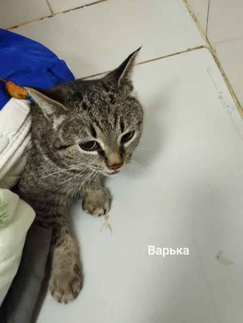 Варька — кошка, Москва