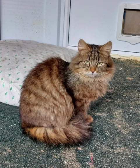 Василек — кошка Около 6 лет, Москва