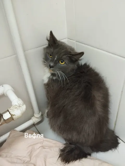Вафля — кошка, Москва