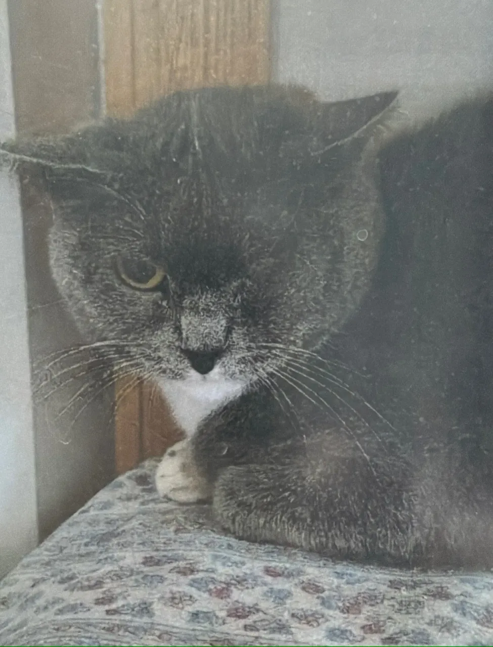 Кошка Венеция, кошка, Приют Малинки (Кожухово), Москва. Фото 1 из 1.
