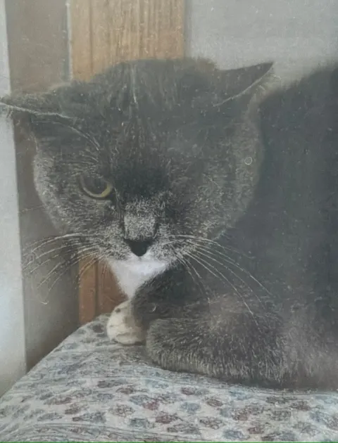 Венеция — кошка, Москва