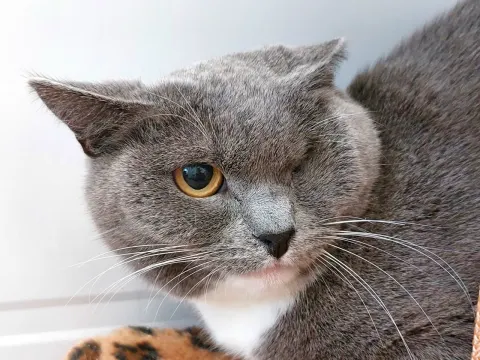 Венеция — кошка Около 5 лет, Москва