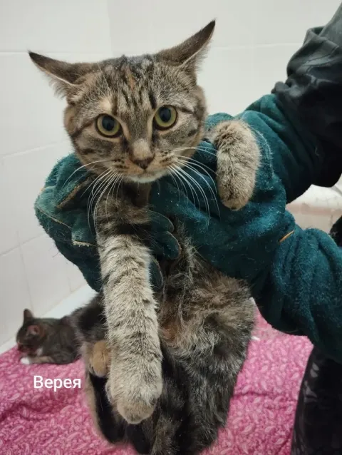 Верея — кошка, Москва