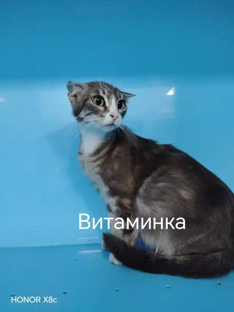 Витаминка — кошка, Москва