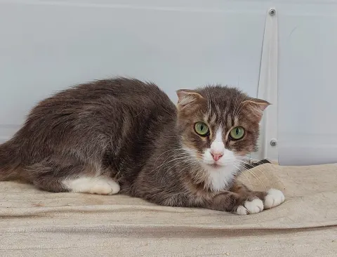 Витаминка — кошка Около 6 лет, Москва
