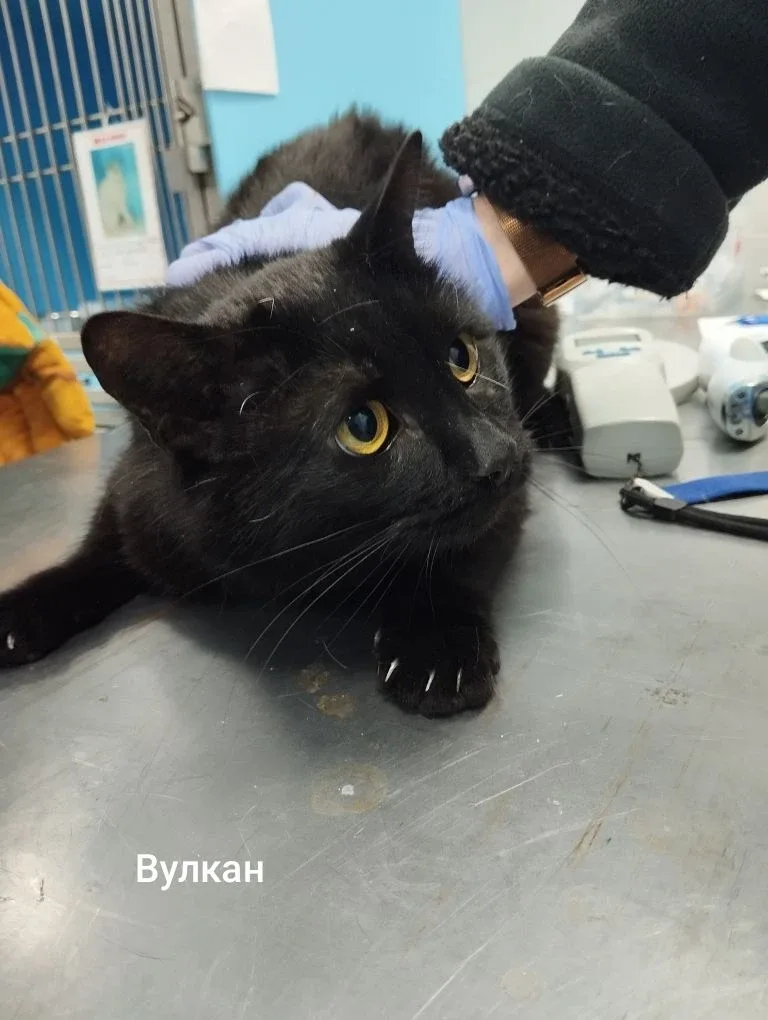 Кошка Вулкан, кот, Приют Малинки (Кожухово), Москва. Фото 1 из 1.