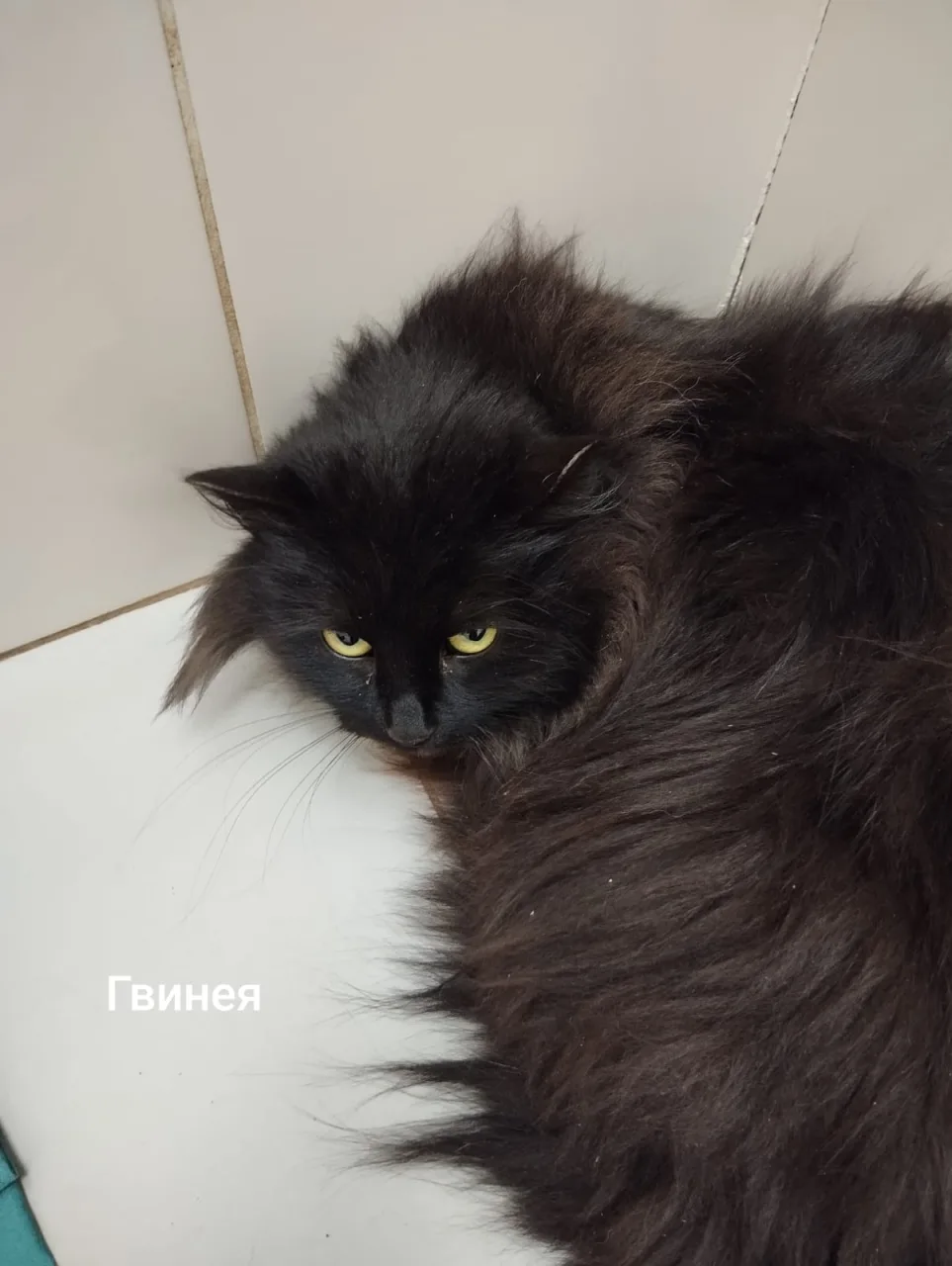 Кошка Гвинея, кошка, Приют Малинки (Кожухово), Москва. Фото 1 из 1.