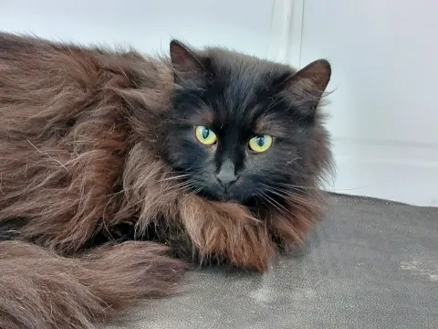 Гвинея — кошка Около 5 лет, Москва