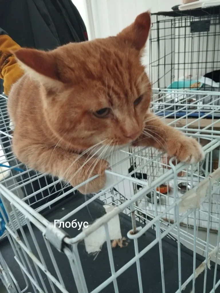 Кошка Глобус, кот, Приют Малинки (Кожухово), Москва. Фото 1 из 1.