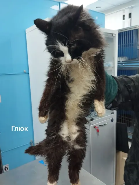 Глюк — кошка, Москва