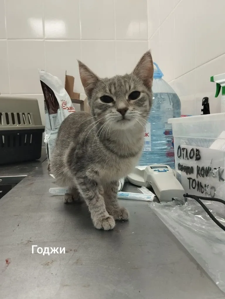 Кошка Годжи, кошка, Приют Малинки (Кожухово), Москва. Фото 1 из 1.