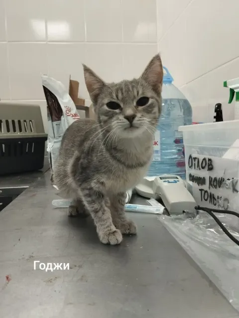 Годжи — кошка, Москва