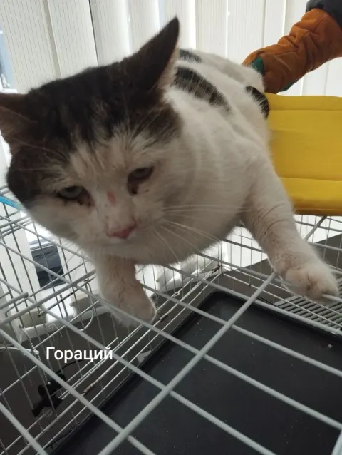Гораций — кошка, Москва