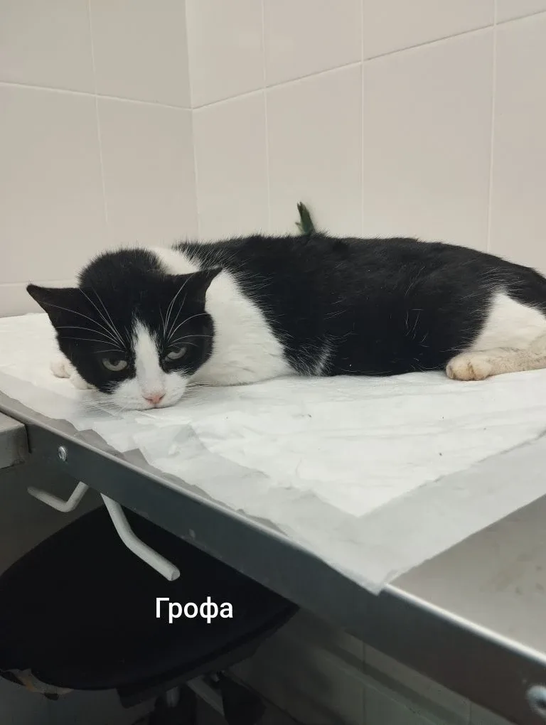 Кошка Грофа, кошка, Приют Малинки (Кожухово), Москва. Фото 1 из 1.