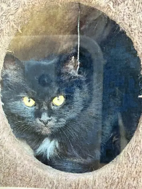 Груша — кошка, Москва