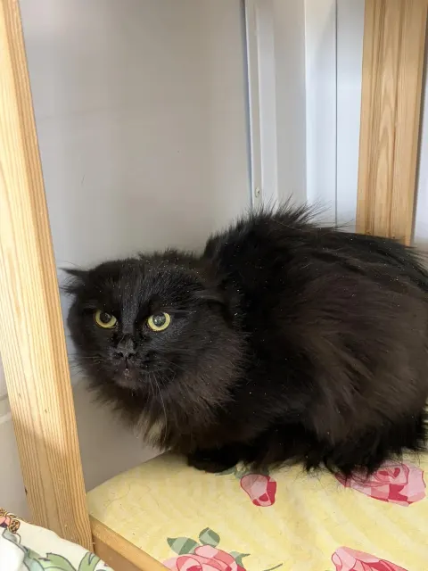 Груша — кошка Около 5 лет, Москва
