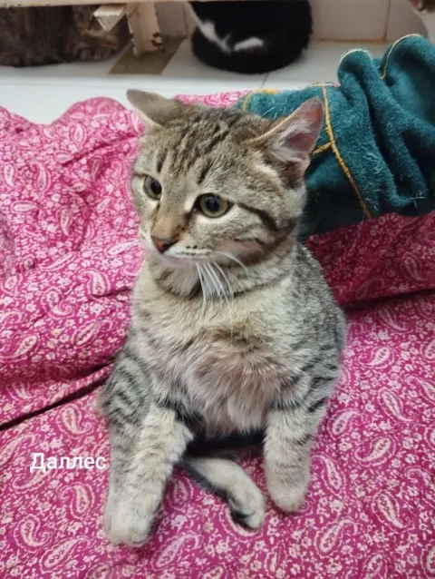 Даллес — кошка, Москва
