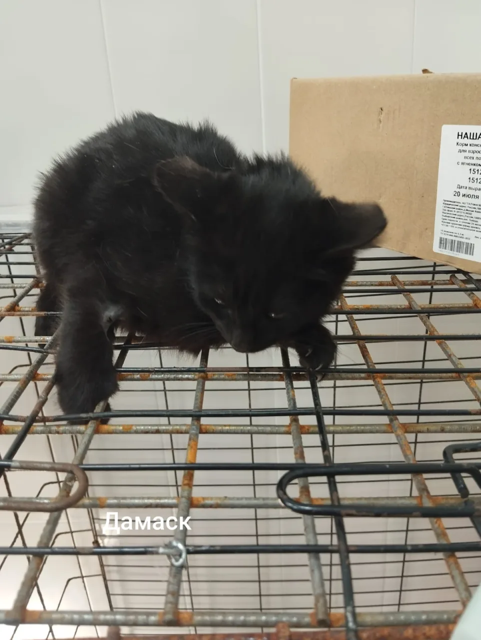 Кошка Дамаск, кот, Приют Малинки (Кожухово), Москва. Фото 1 из 1.