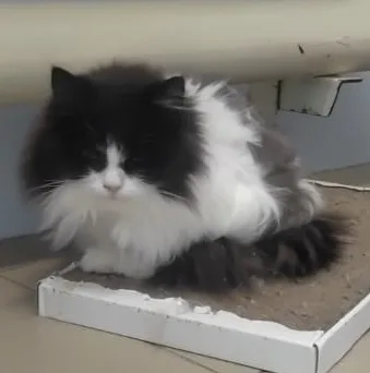Кошка Даша, кошка, Приют Малинки (Кожухово), Москва. Фото 1 из 1.