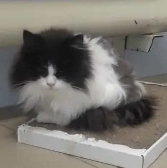 Даша — кошка 10 лет, Москва