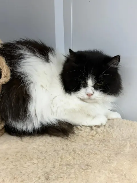 Даша — кошка Около 10 лет, Москва