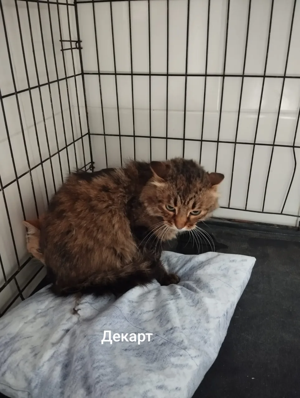 Кошка Декарт, кот, Приют Малинки (Кожухово), Москва. Фото 1 из 1.