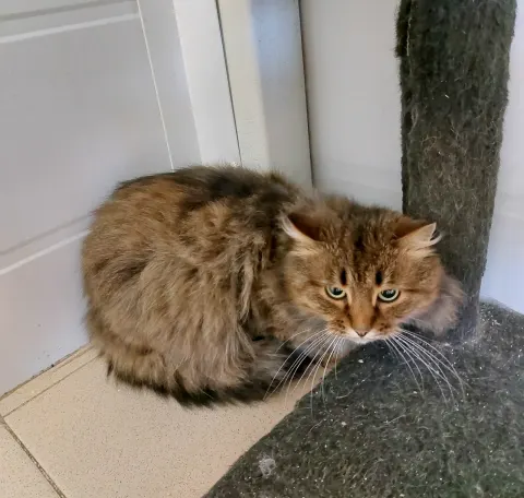 Декарт — кошка Около 7 лет, Москва