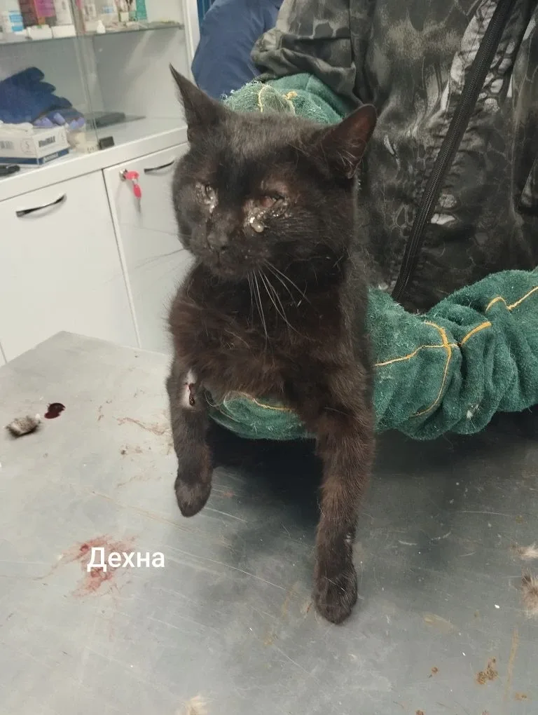 Кошка Дехна, кошка, Приют Малинки (Кожухово), Москва. Фото 1 из 1.