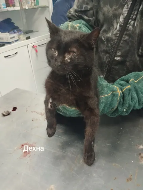 Дехна — кошка, Москва
