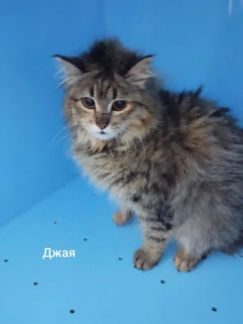 Джая — кошка, Москва