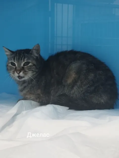 Джелас — кошка, Москва