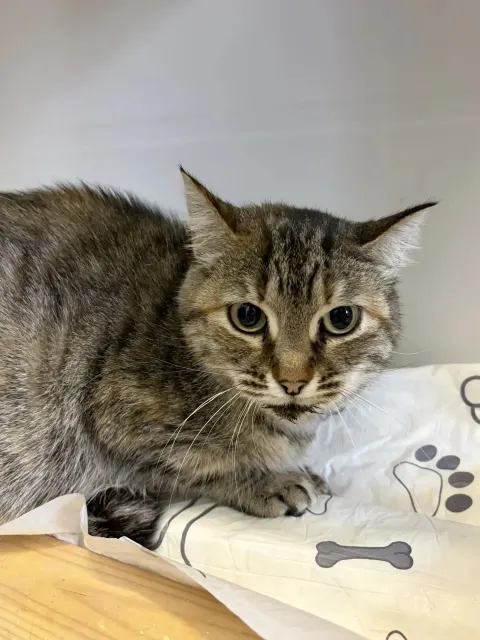 Джелас — кошка Около 5 лет, Москва