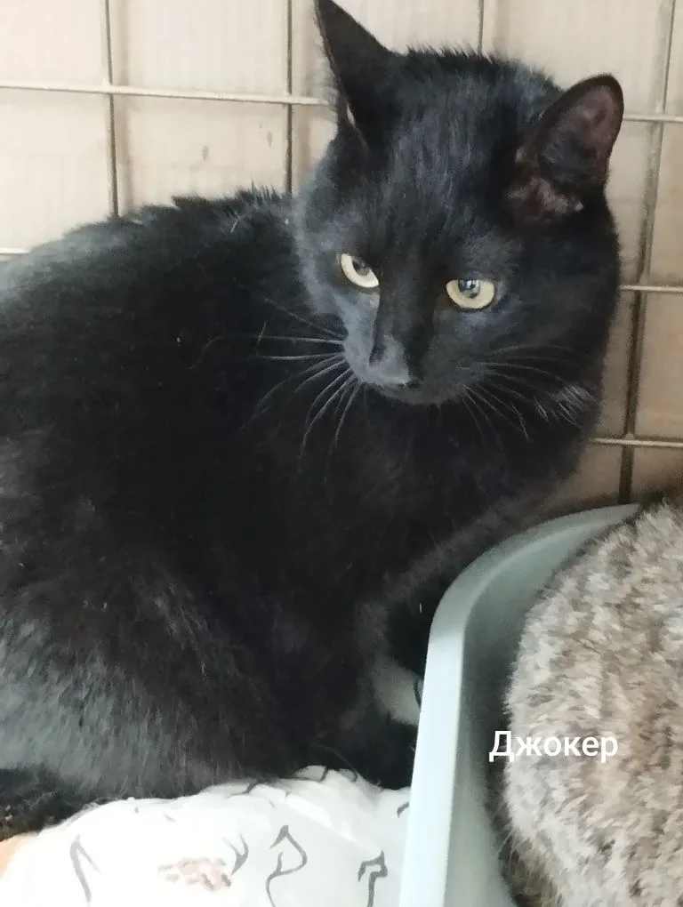 Кошка Джокер, кот, Приют Малинки (Кожухово), Москва. Фото 1 из 1.