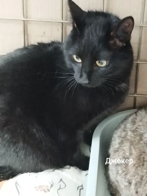 Джокер — кошка, Москва