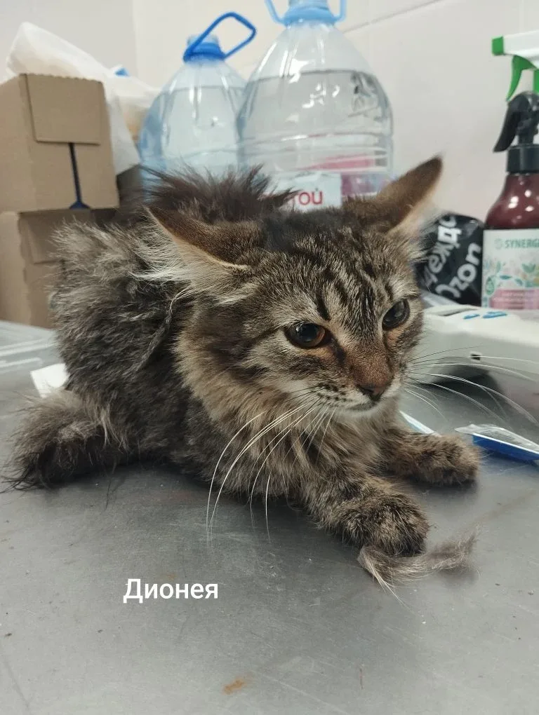 Кошка Дионея, кошка, Приют Малинки (Кожухово), Москва. Фото 1 из 1.