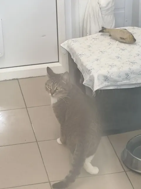 Дуська/Дуся — кошка, Москва