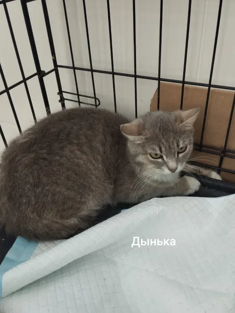 Дынька — кошка, Москва