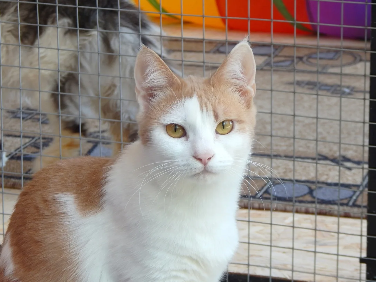 Кошка Ева (Лика), кошка, Приют Малинки (Кожухово), Москва. Фото 1 из 2.